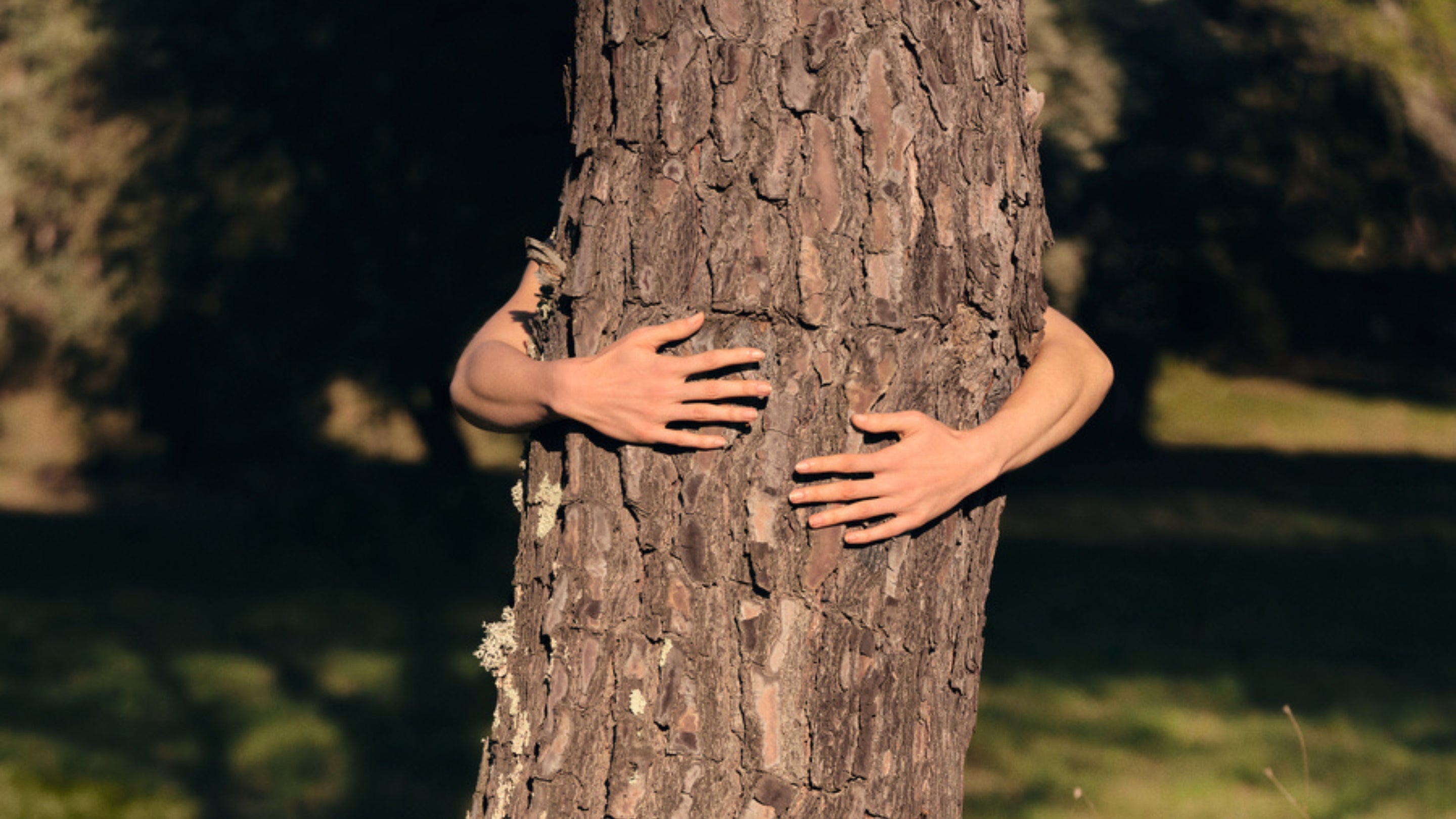 Image banner desktop